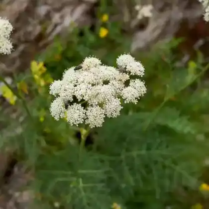 Foto von Rauhaar-Laserkraut (Laserpitium halleri)