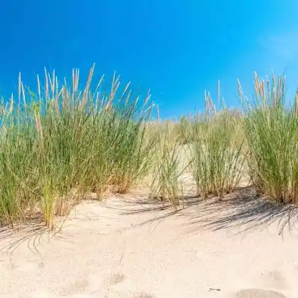 Foto von Gewöhnlicher Strandhafer (Ammophila arenaria)