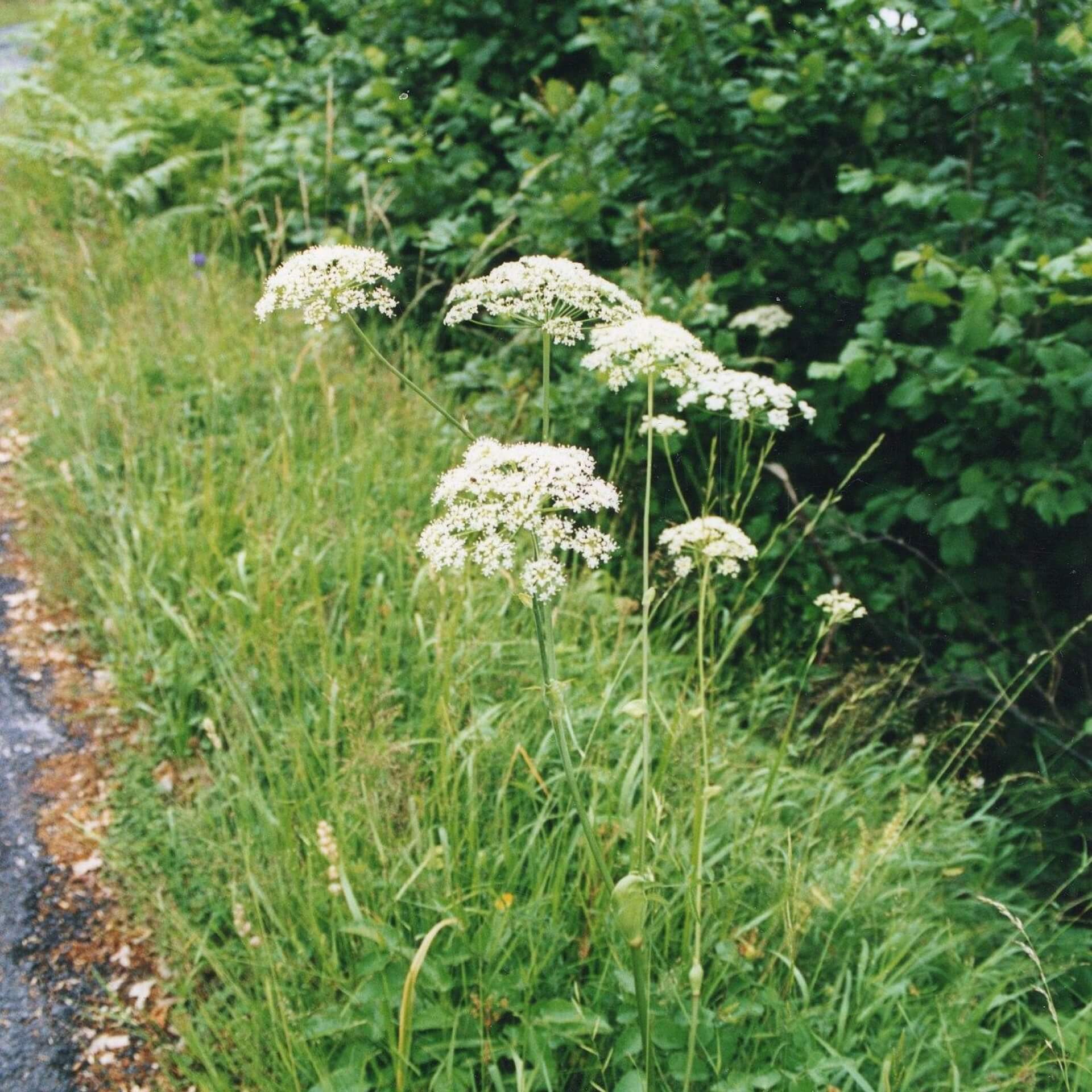 Breitblättriges Laserkraut (Laserpitium latifolium)