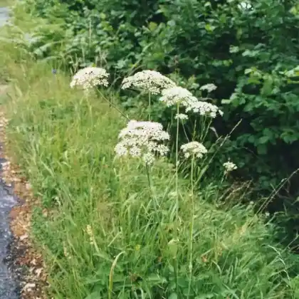 Foto von Breitblättriges Laserkraut (Laserpitium latifolium)