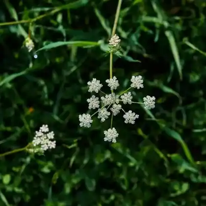 Foto von Preußisches Laserkraut (Laserpitium prutenicum)