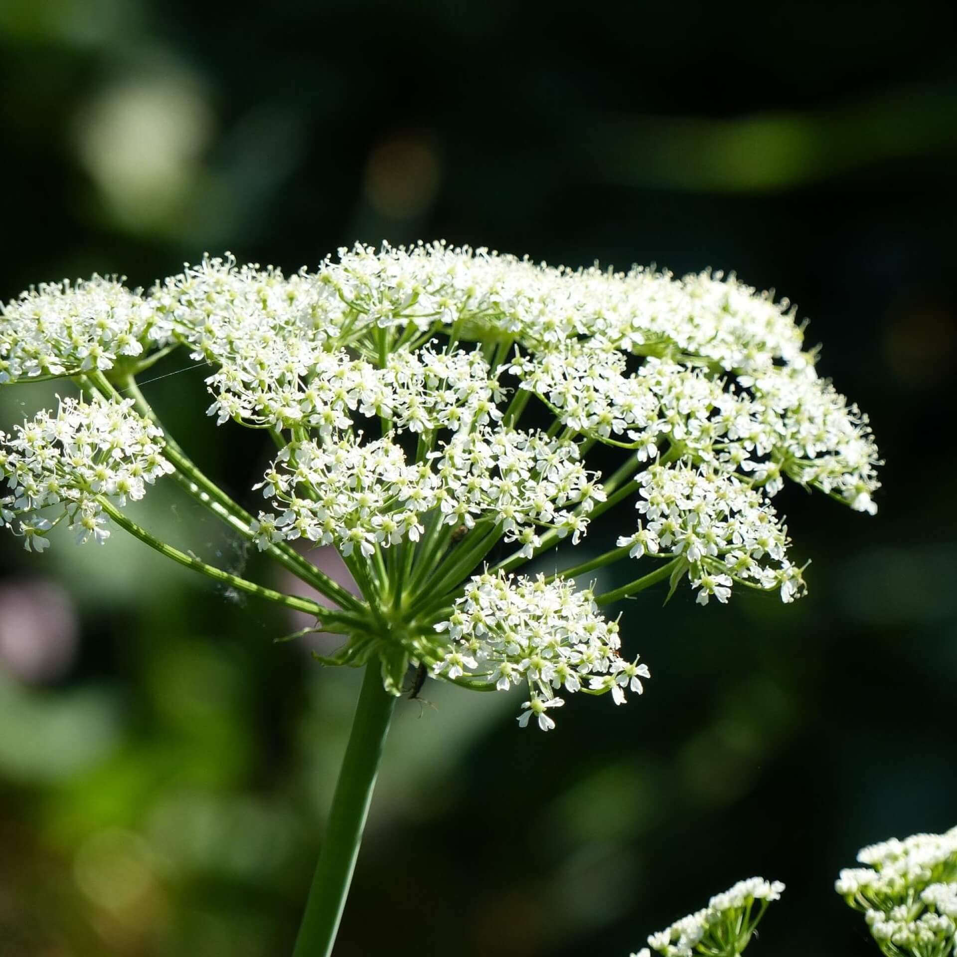 Berg-Laserkraut (Laserpitium siler)