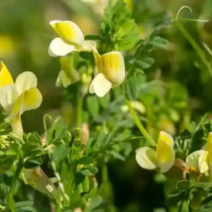 Foto von Ranken-Platterbse (Lathyrus aphaca)