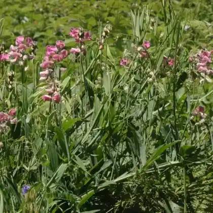 Foto von Verschiedenblättrige Platterbse (Lathyrus heterophyllus)