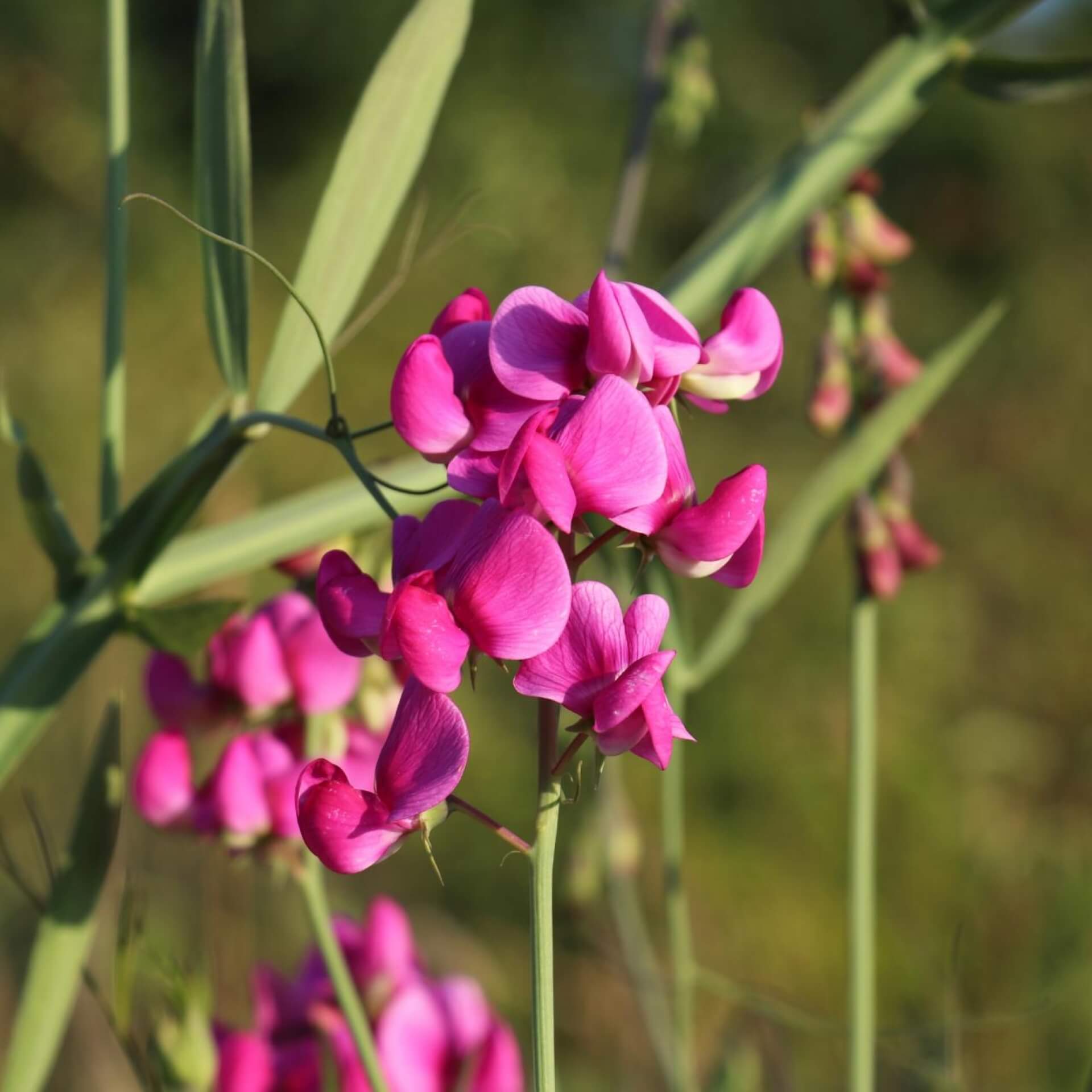 Breitblättrige Platterbse (Lathyrus latifolius)