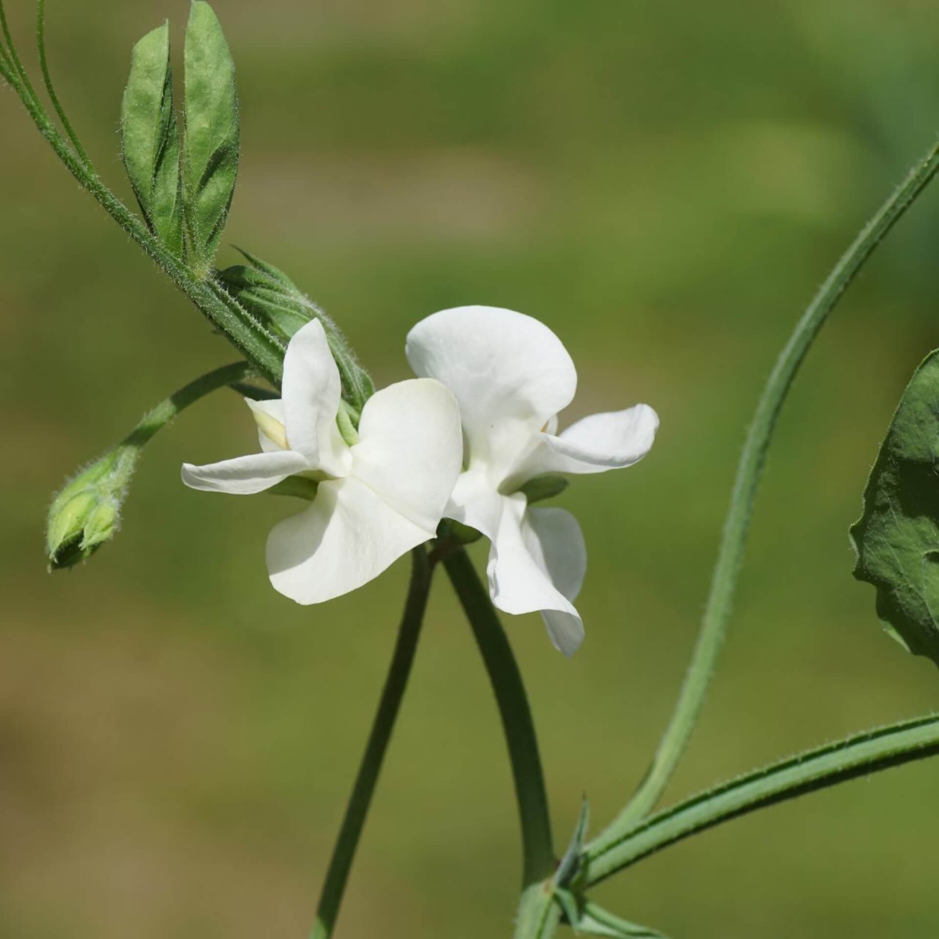 Breitblättrige Platterbse 'Alba' (Lathyrus latifolius 'Alba')