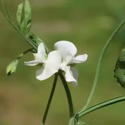 Foto von Breitblättrige Platterbse 'Alba' (Lathyrus latifolius 'Alba')