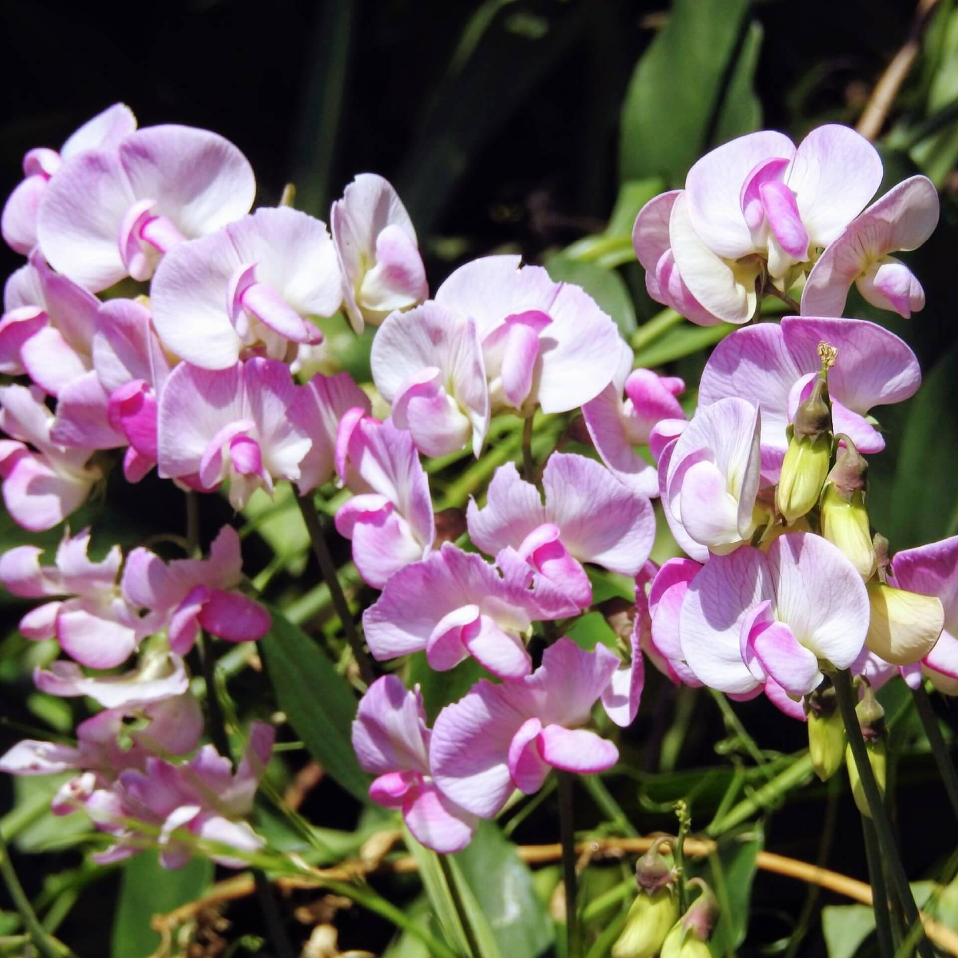 Breitblättrige Platterbse 'Rosa Perle' (Lathyrus latifolius 'Rosa Perle')