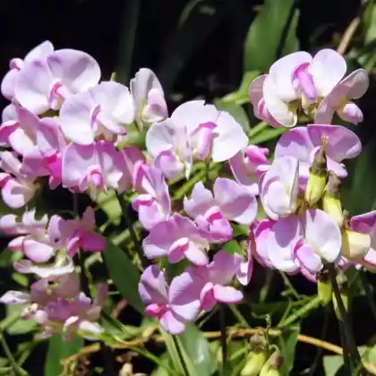 Foto von Breitblättrige Platterbse 'Rosa Perle' (Lathyrus latifolius 'Rosa Perle')