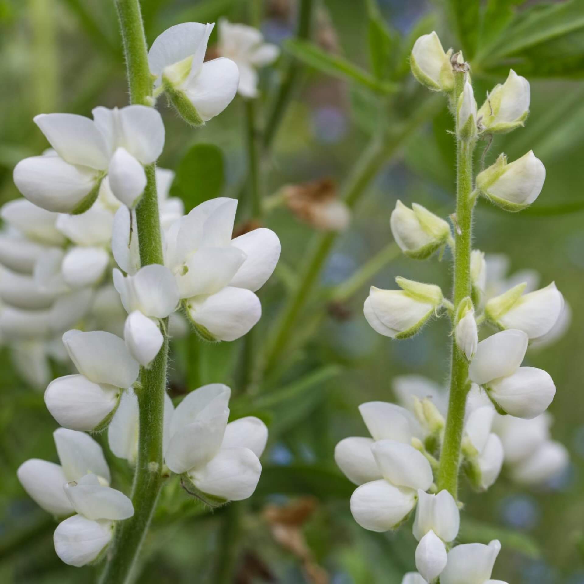 Breitblättrige Platterbse 'Weiße Perle' (Lathyrus latifolius 'Weiße Perle')