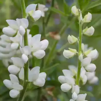 Foto von Breitblättrige Platterbse 'Weiße Perle' (Lathyrus latifolius 'Weiße Perle')