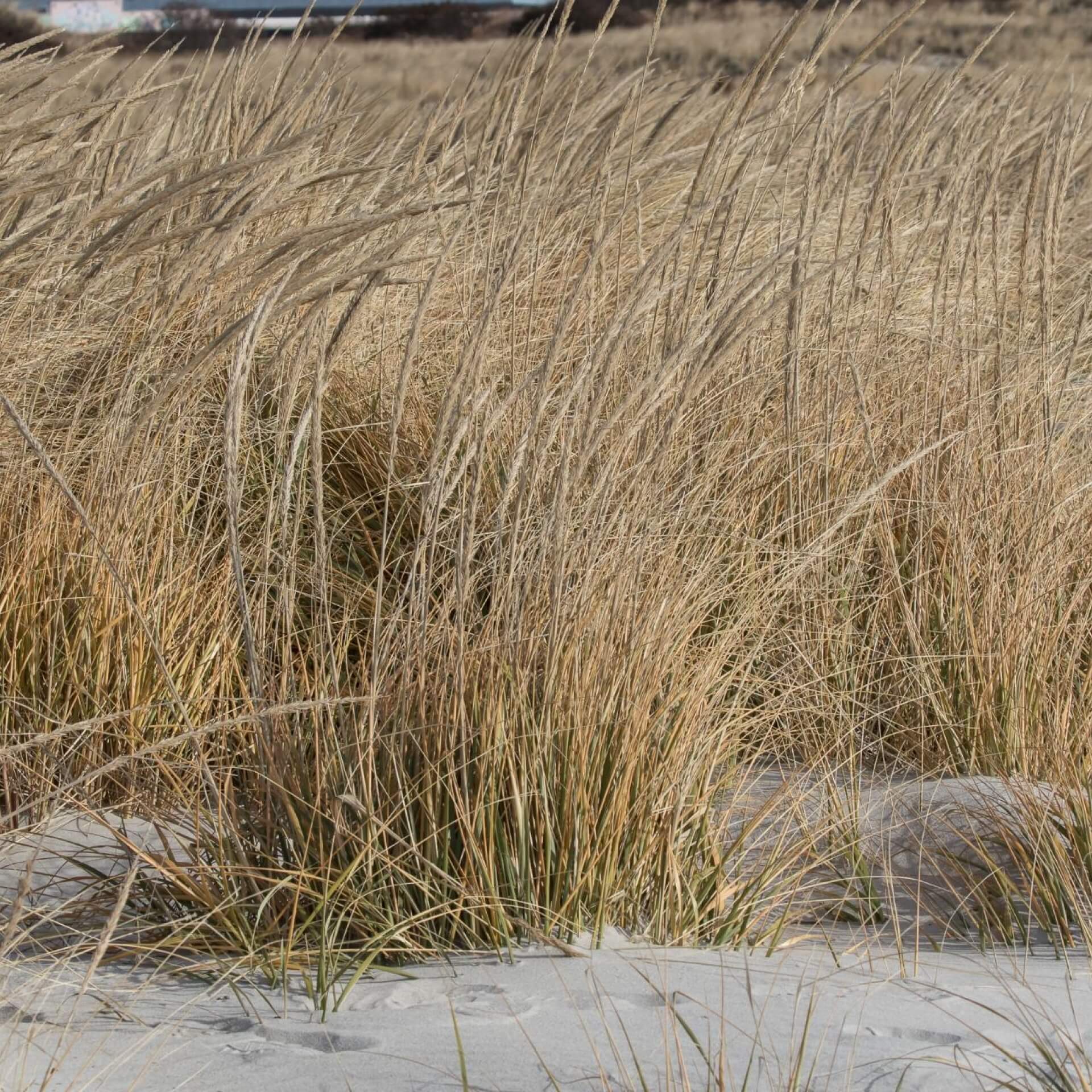 Amerikanischer Strandhafer (Ammophila breviligulata)