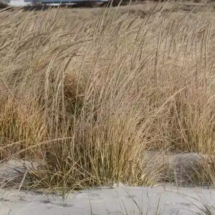 Foto von Amerikanischer Strandhafer (Ammophila breviligulata)