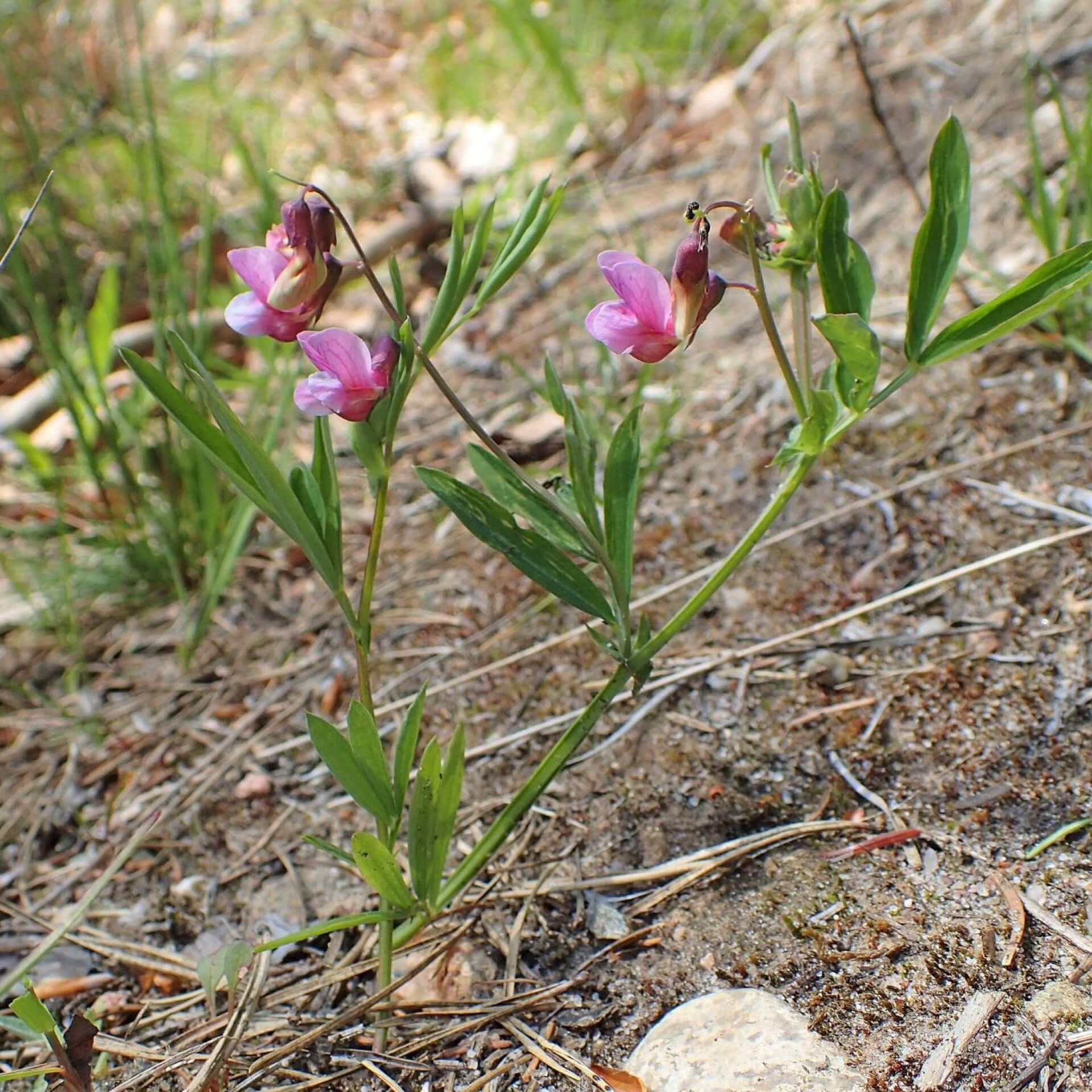 Berg-Platterbse (Lathyrus linifolius)