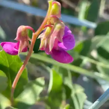 Foto von Strand-Platterbse (Lathyrus maritimus)