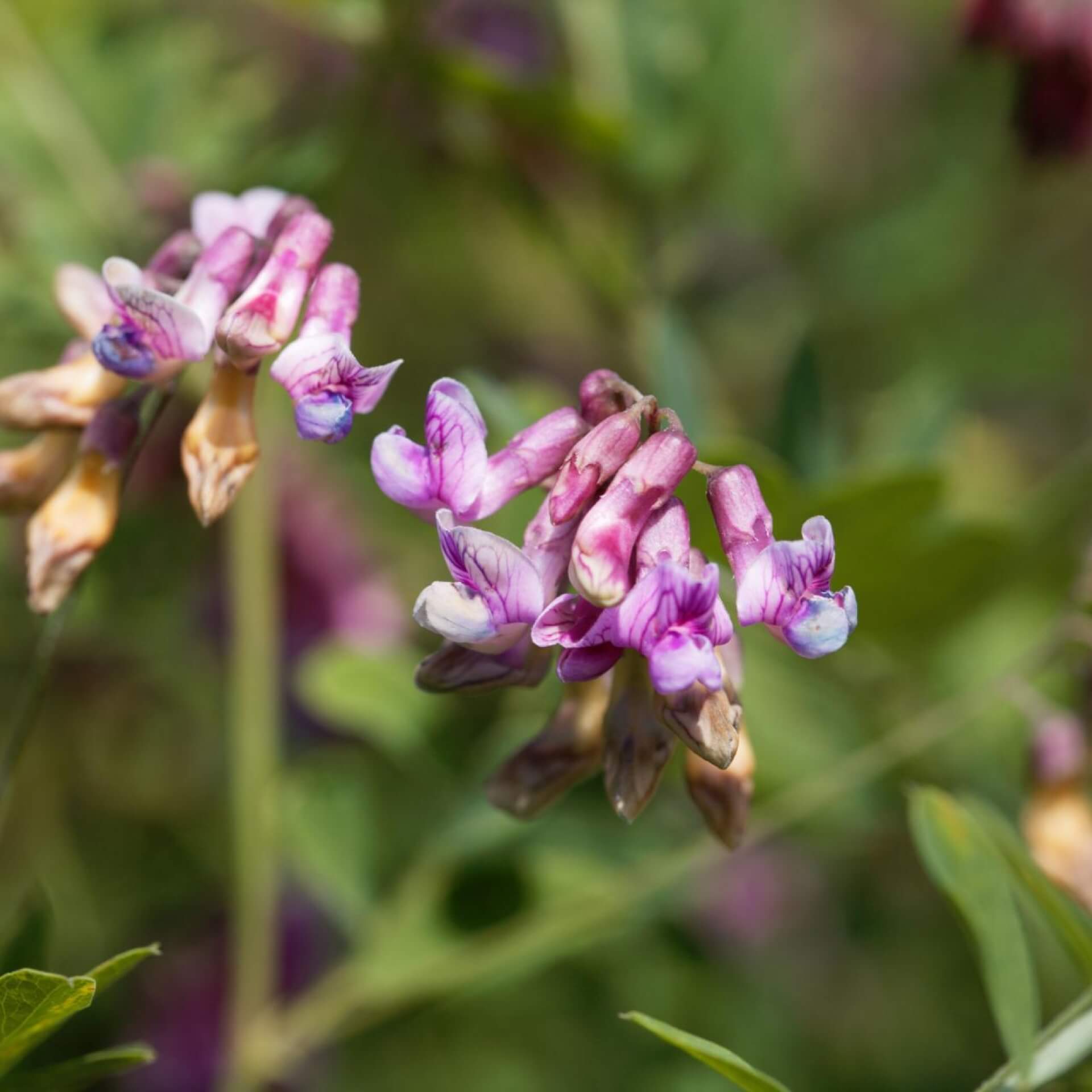 Schwarze Platterbse (Lathyrus niger)