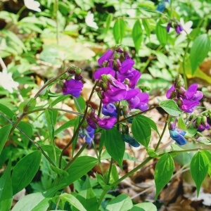 Lathyrus odoratus