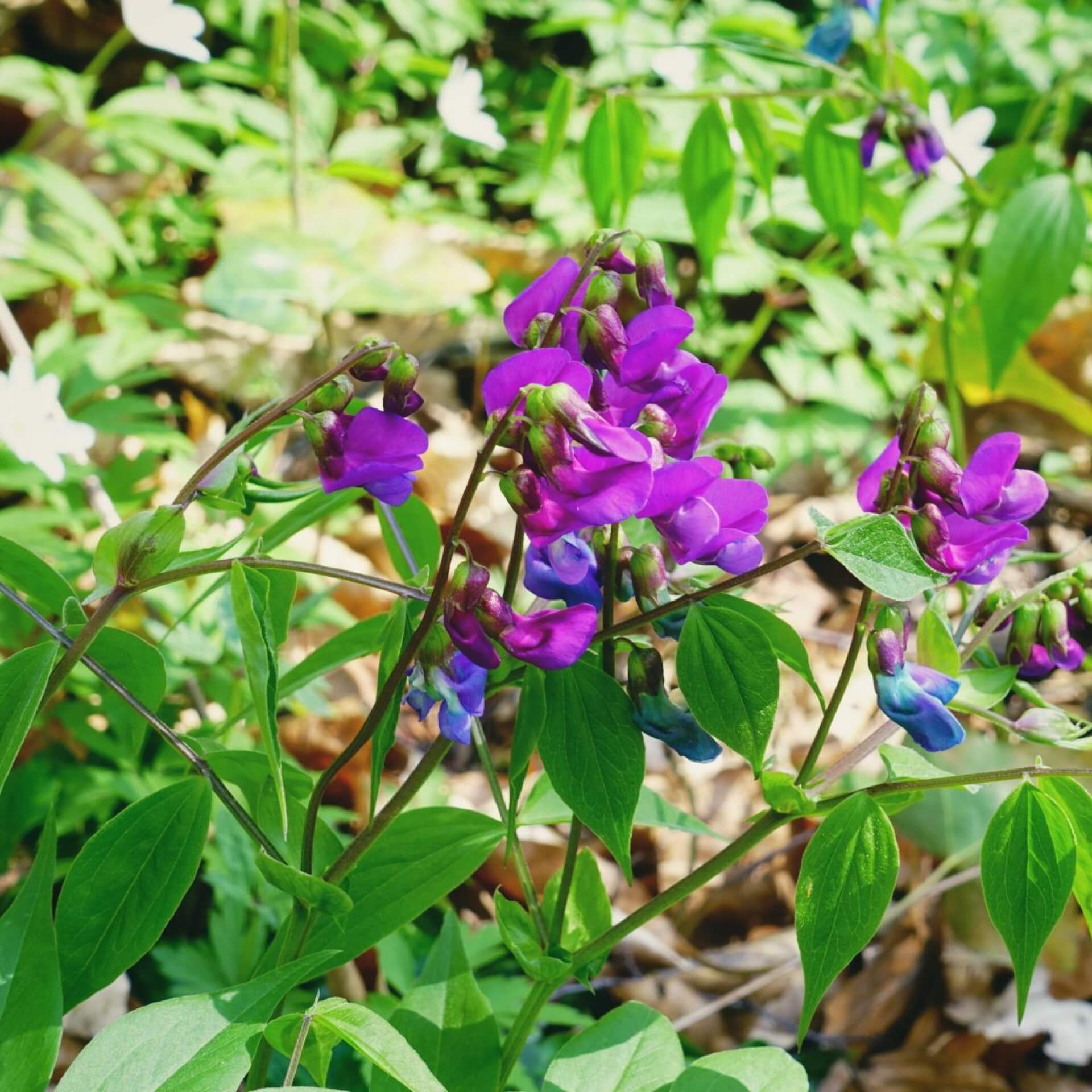 Duftende Platterbse (Lathyrus odoratus)