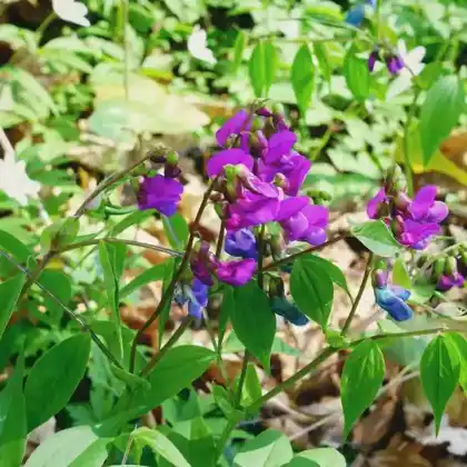 Foto von Duftende Platterbse (Lathyrus odoratus)