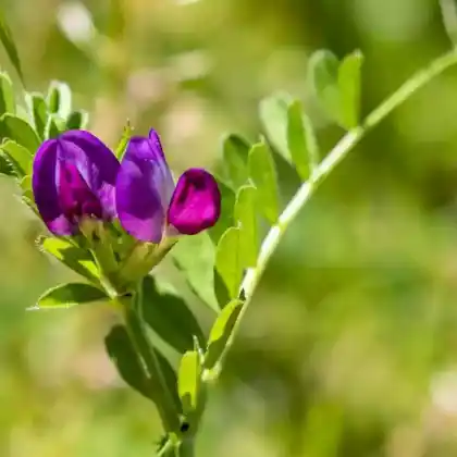 Foto von Sumpf-Platterbse (Lathyrus palustris)