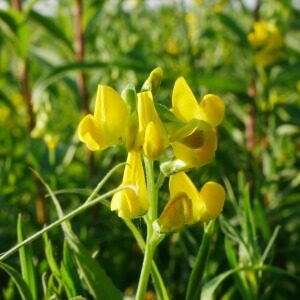 Rotfrüchtige Zaunrübe / Bryonia dioica