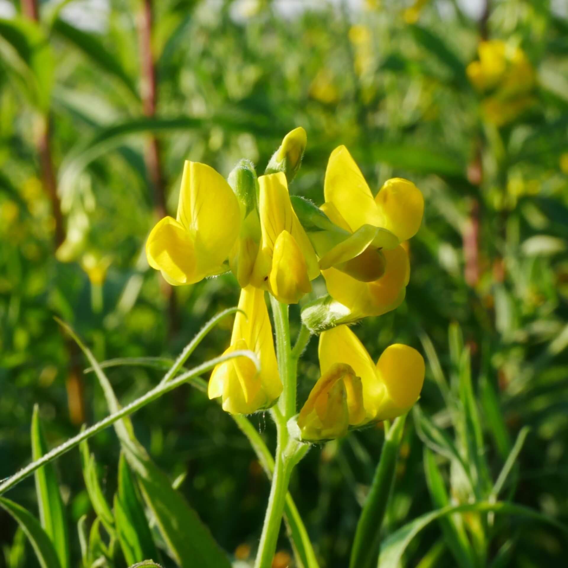 Wiesen-Platterbse (Lathyrus pratensis)