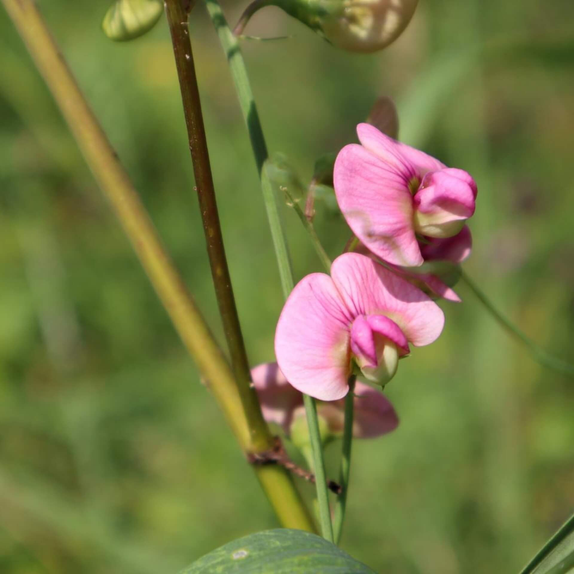 Wilde Platterbse (Lathyrus sylvestris)