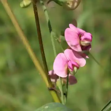 Foto von Wilde Platterbse (Lathyrus sylvestris)