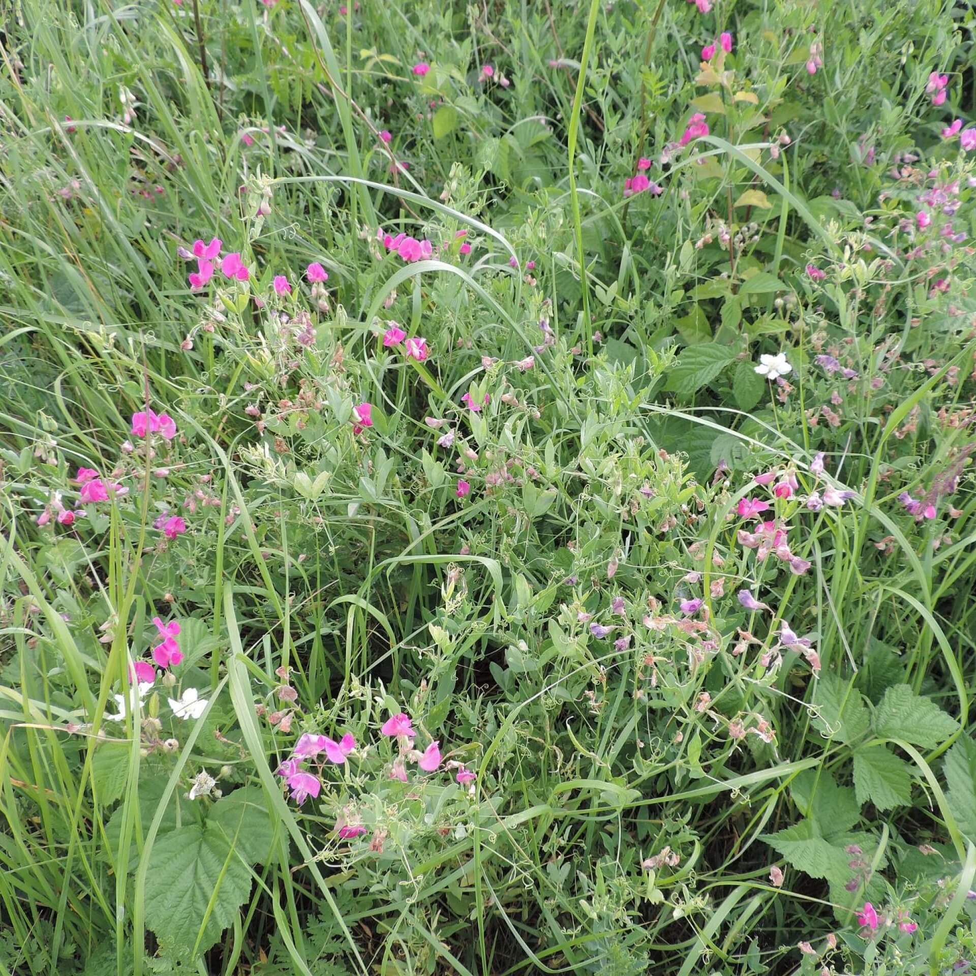 Knollen-Platterbse (Lathyrus tuberosus)