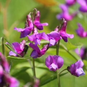 Lathyrus vernus