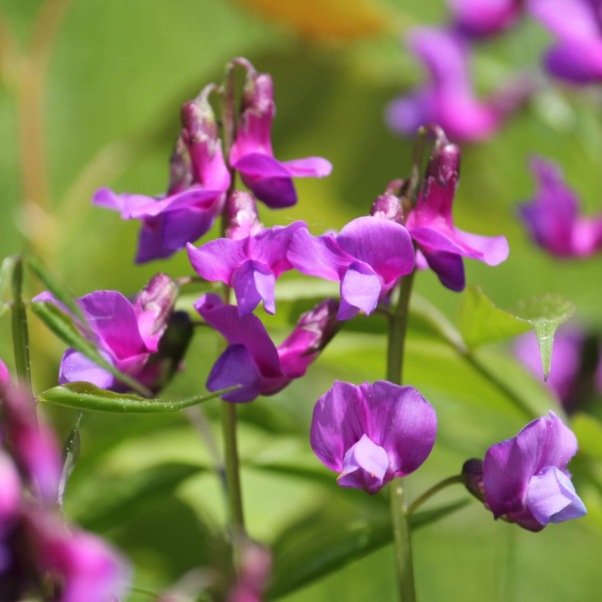 Frühlings-Platterbse (Lathyrus vernus)