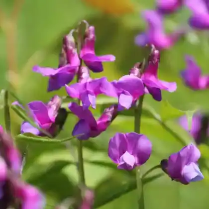 Foto von Frühlings-Platterbse (Lathyrus vernus)