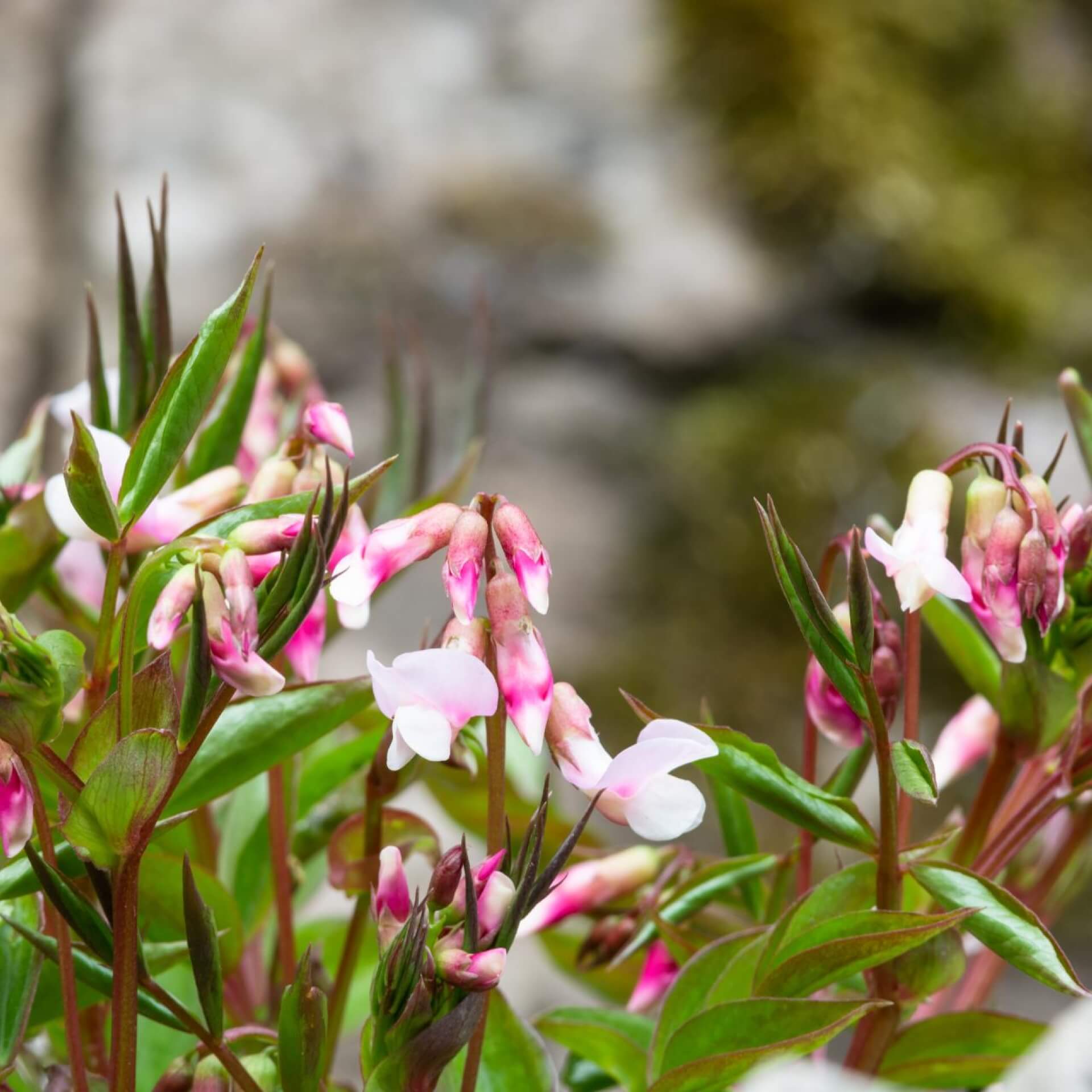 Frühlings-Platterbse 'Alboroseus' (Lathyrus vernus 'Alboroseus')