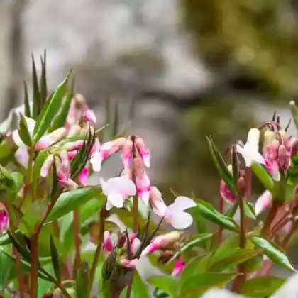 Foto von Frühlings-Platterbse 'Alboroseus' (Lathyrus vernus 'Alboroseus')