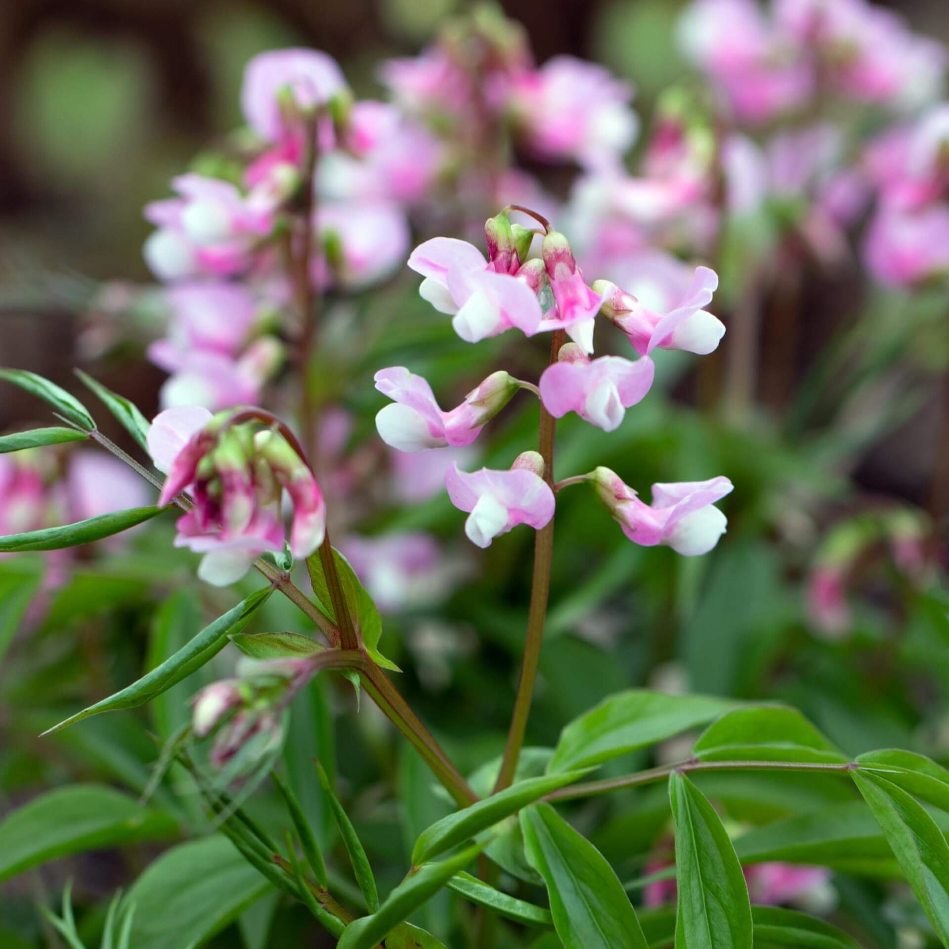 Frühlings-Platterbse 'Roseus' (Lathyrus vernus 'Roseus')