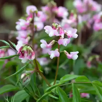 Foto von Frühlings-Platterbse 'Roseus' (Lathyrus vernus 'Roseus')