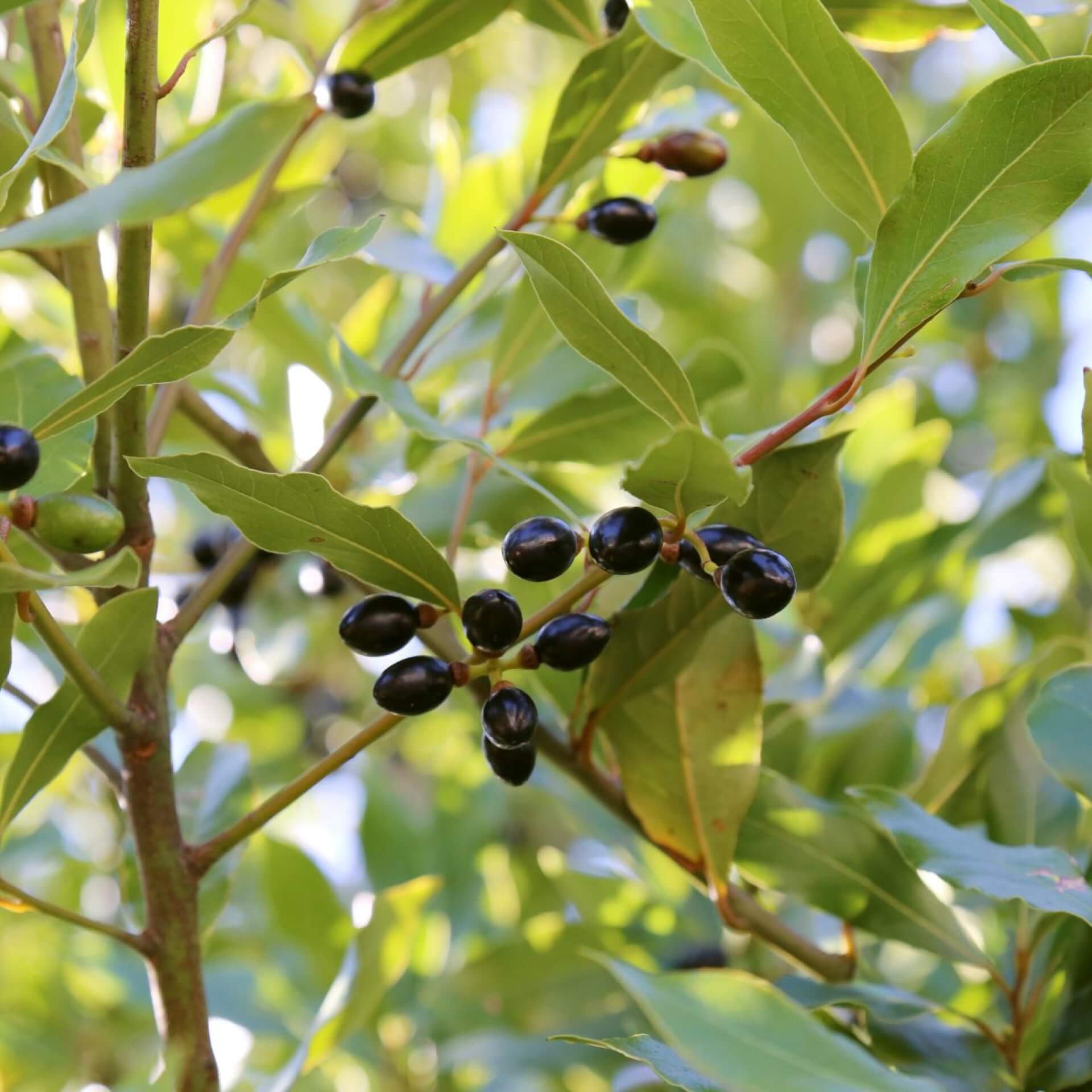 Echter Lorbeer (Laurus nobilis)