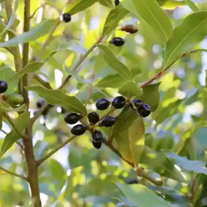 Foto von Echter Lorbeer (Laurus nobilis)
