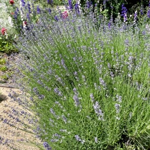 Lavandula angustifolia