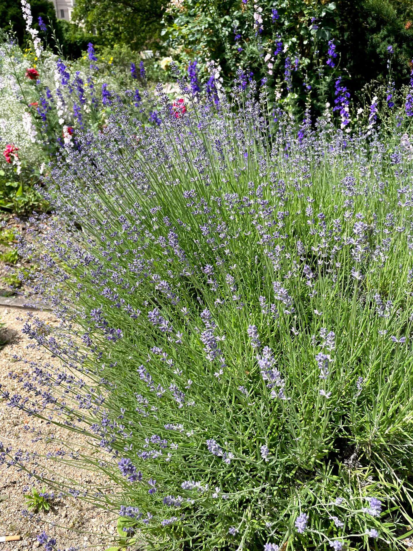 Echter Lavendel / Lavandula angustifolia