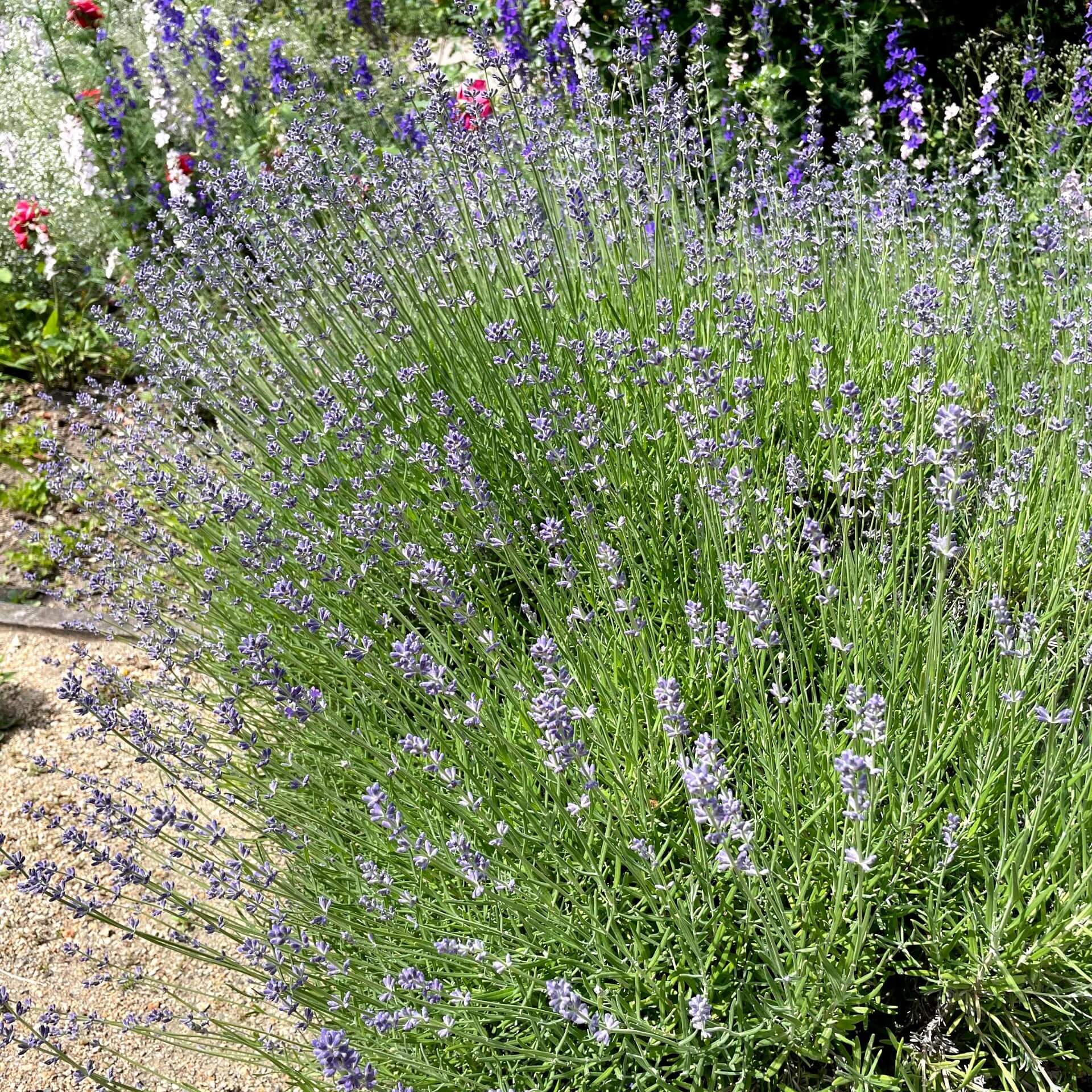 Echter Lavendel (Lavandula angustifolia)