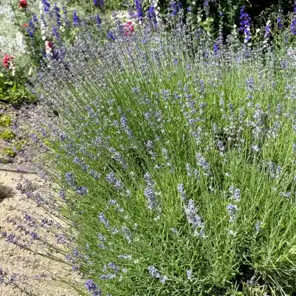 Foto von Echter Lavendel (Lavandula angustifolia)