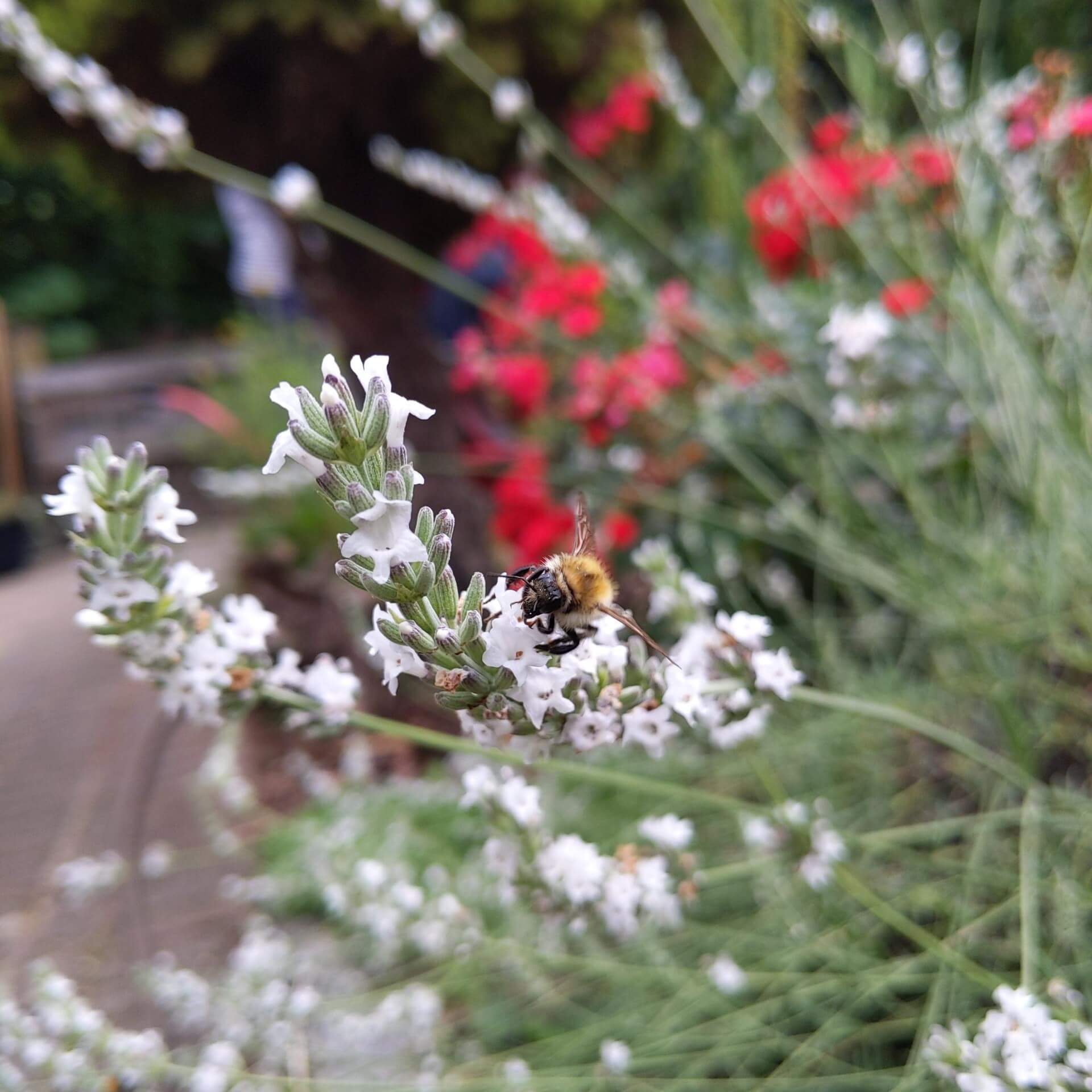 Weißer Zwerg-Lavendel 'Alba' (Lavandula angustifolia 'Alba')