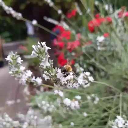 Foto von Weißer Zwerg-Lavendel 'Alba' (Lavandula angustifolia 'Alba')