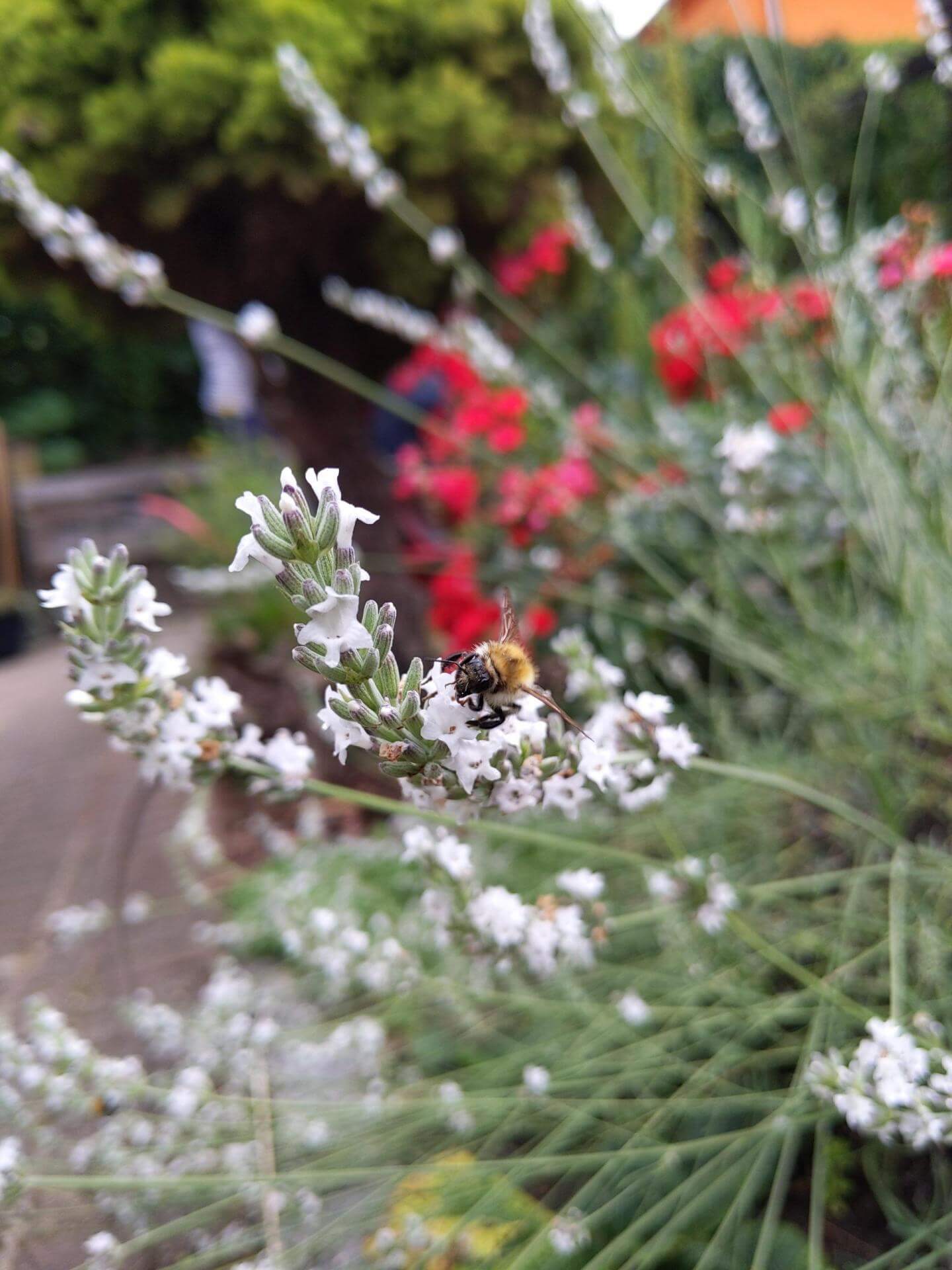 Weißer ZwergLavendel 'Alba' / Lavandula angustifolia 'Alba'