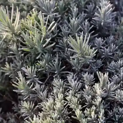 Foto von Lavendel 'Blue Cushion' (Lavandula angustifolia 'Blue Cushion')