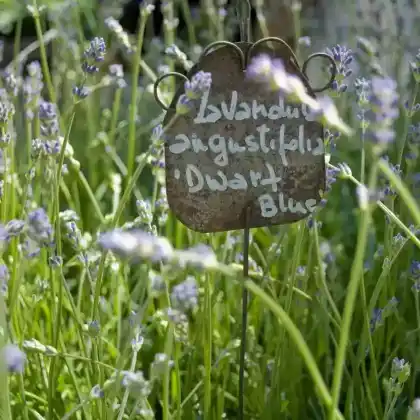 Foto von Lavendel 'Dwarf Blue' (Lavandula angustifolia 'Dwarf Blue')