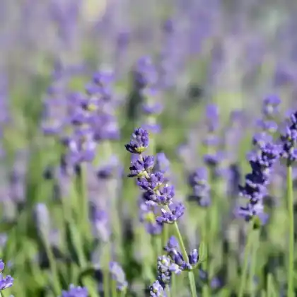 Foto von Lavendel 'Essence Purple' (Lavandula angustifolia 'Essence Purple')