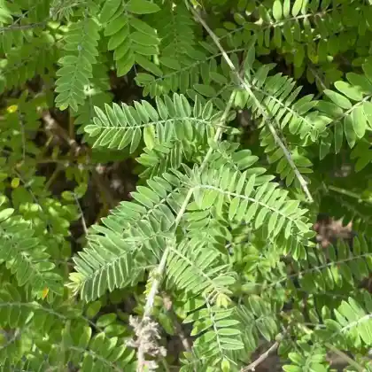 Foto von Bleibusch (Amorpha canescens)