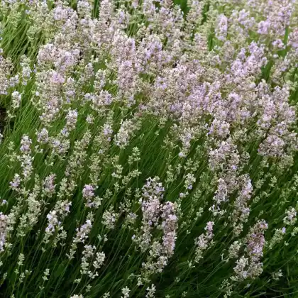 Foto von Lavendel 'Hidcote Pink' (Lavandula angustifolia 'Hidcote Pink')